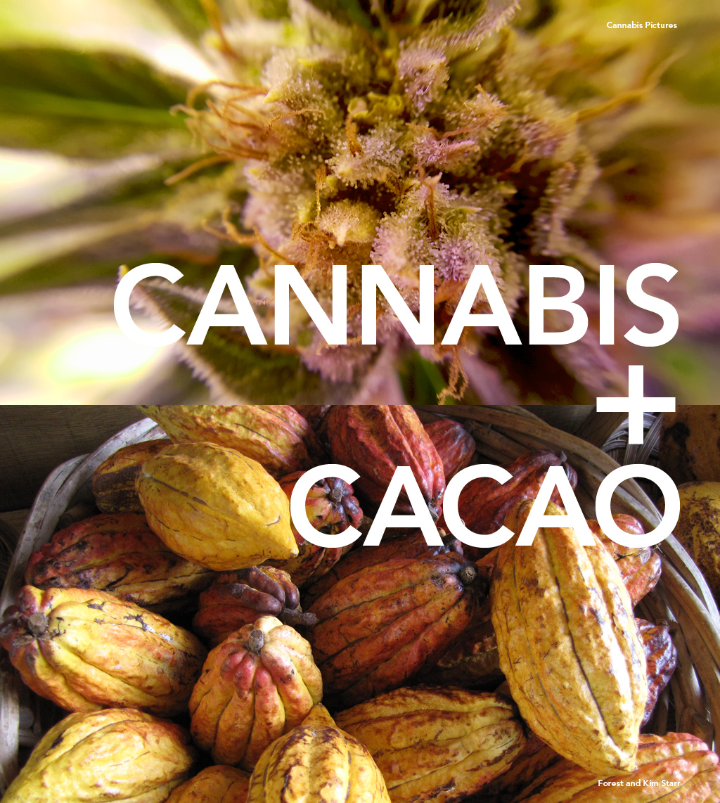 Curious is cannabis and cacao